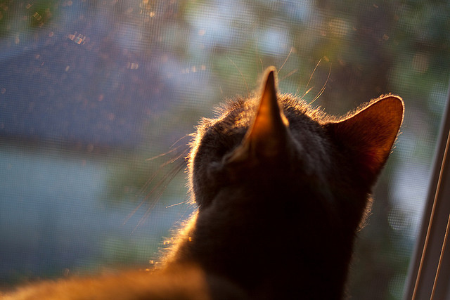 9游电竞资讯-_热爱无悔：运动员面对伤痛的坚持与拼搏_，热爱运动员认亲是哪一集